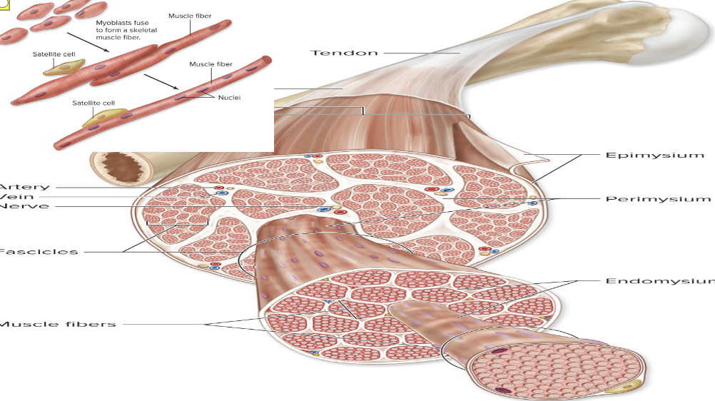 <p>Perimysium (skeletal muscle)</p>