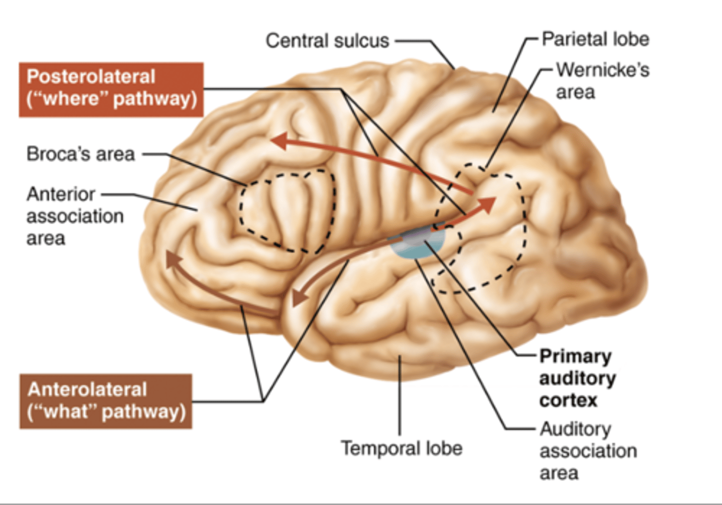 <p>Function: It comprehends language — helps understand spoken and written words. Damage can cause receptive aphasia (speech sounds fluent but makes little sense).</p><p>Location: Found in the posterior part of the superior temporal gyrus of the temporal lobe, usually in the left hemisphere.</p><p>“Wernicke = Word understanding.”</p>