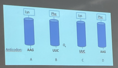 <p>Which tRNA below is the correct one to recognize the mRNA codon (UUC)</p>