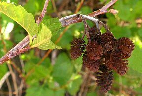 <p>Which member of the Betulaceae family produces these fruits? </p>