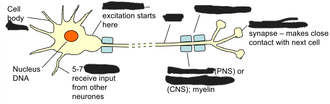 <p>Neurones</p>