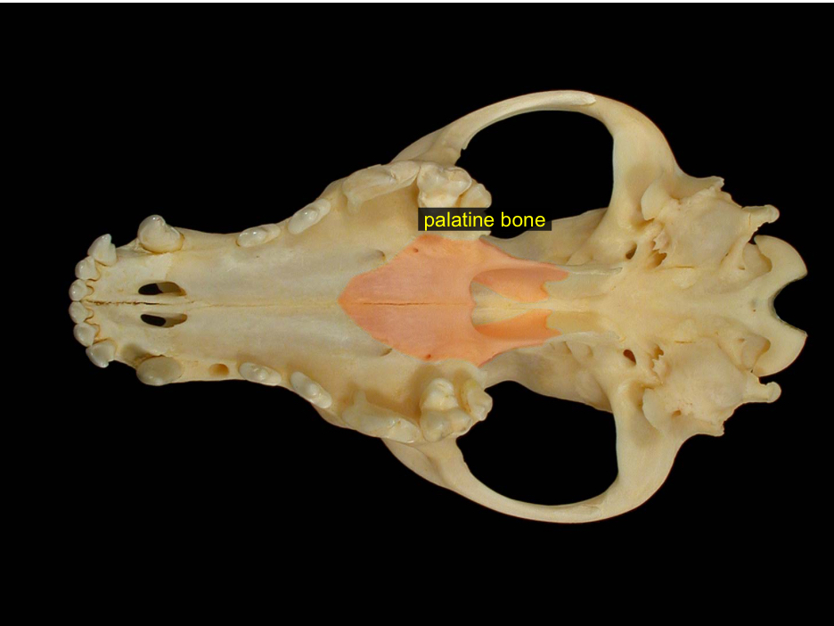 <p>under eye socket</p>