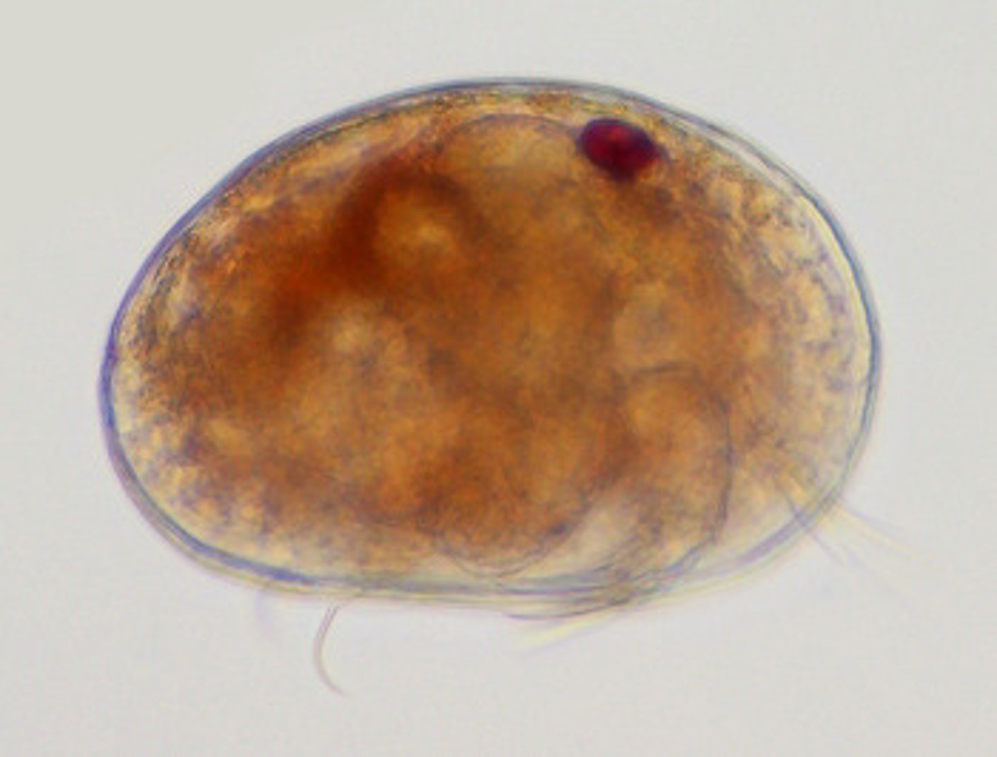 <p>What Phylum, Subphylum, Class, and Order is this animal in?</p>