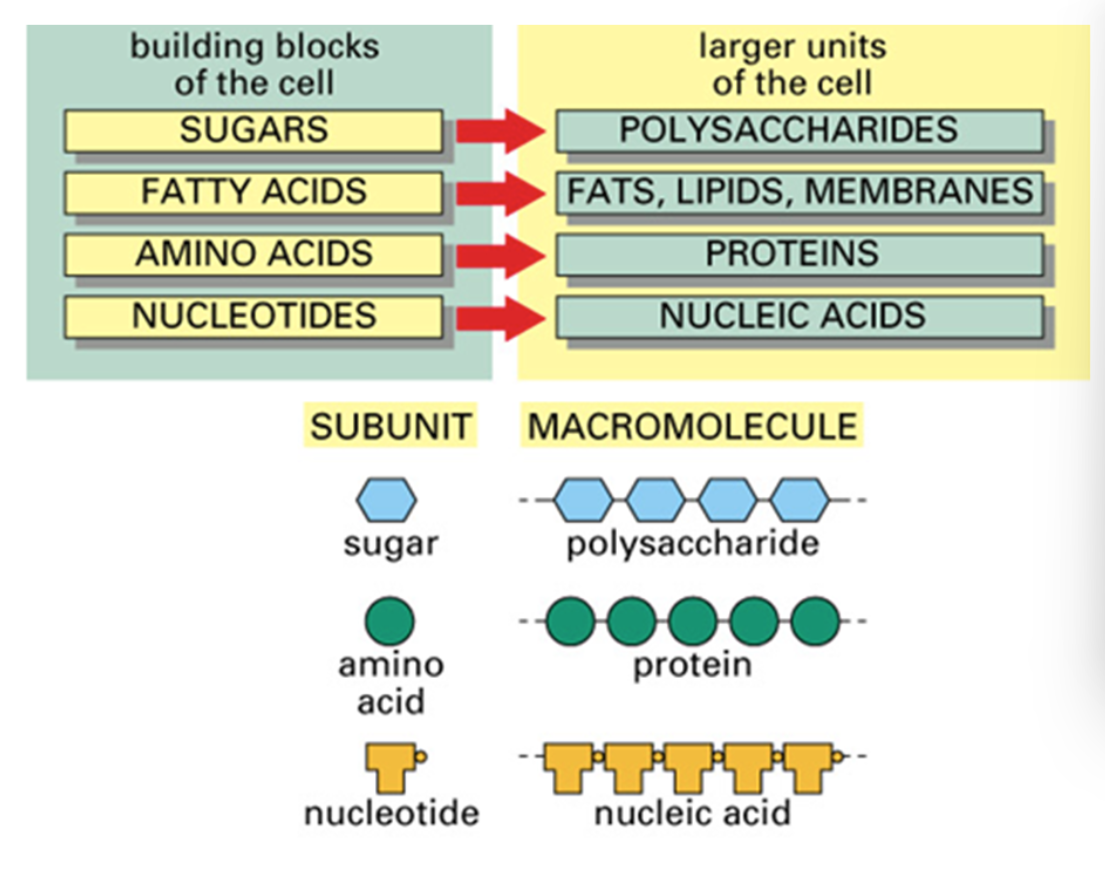 <p><span>large molecules build of a chain of small repeating subunits.</span></p>