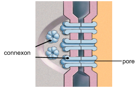 <ul><li><p><span>Interlocking membrane proteins (connexons) hold cells together</span></p></li><li><p><span>Connexons contain a central pore which allows movement of small molecules and ions between cells</span></p></li><li><p><span>Found in cardiac muscle</span></p></li></ul>