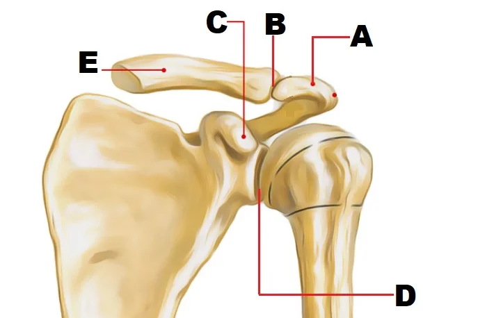 <p>what is the bone at point “E”?</p>