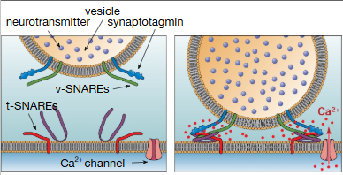<p>SNAREs </p><p>calcium <span style="font-family: &quot;Helvetica Neue&quot;, sans-serif">binds to synaptotagmin = conformational change so SNAREs ‘zipper’ together, forcing the vesicle to fuse to the plasma membrane</span></p>