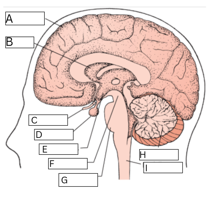 <p>Name the brain parts</p>