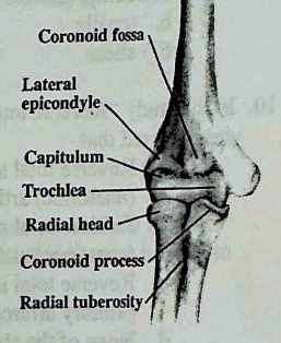 <p>True or False: The main contributor to intrinsic stability of the elbow is the articulation between the capitulum of the humerus and the radial head</p>