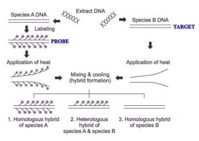 <p>heterologous hybrid </p>