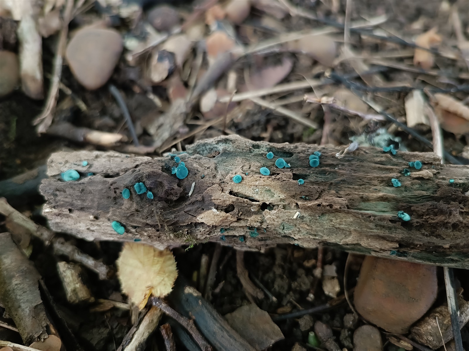 knowt flashcard image