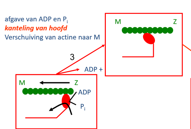 <p>myosinehoofdje (ADP + Pi) gebonden aan actine geeft ADP en Pi vrij → kanteling hoofdje → verschuiving actine naar M</p><p>→ eigenlijke krachtontwikkelingstap </p>