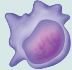 <ul><li><p>Stem cell that gives rise to all formed elements</p></li><li><p>Hormones and growth factors push cell toward specific pathway of blood cell development</p></li><li><p>Committed cells cannot change</p></li></ul><p></p><ul><li><p>Transforms into a proerythroblast</p></li></ul><p></p>