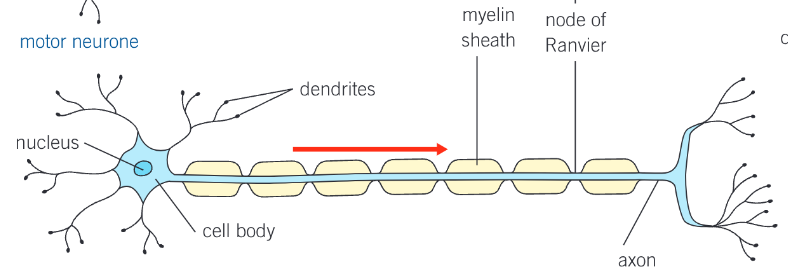 knowt flashcard image