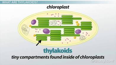 <p>They contain chlorophyll and play a crucial role in capturing light energy and converting it into chemical energy during photosynthesis.</p>