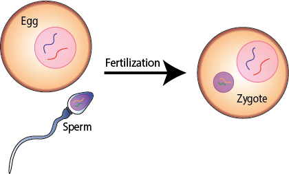 Cell formed by the fusion of two gametes. (fertilized egg cell)