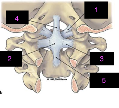 <p>label the ligaments</p>