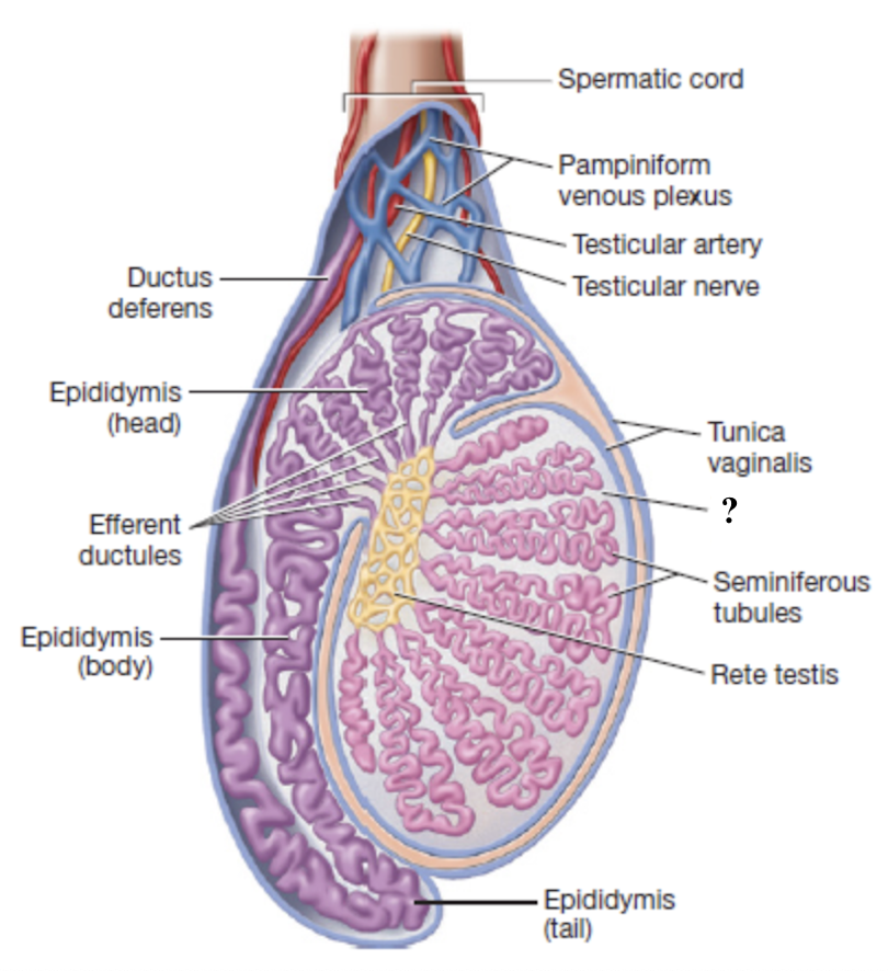 <p>deep, dense connective tissue layer that divides each testis into 250-300 wedge shaped lobules </p><ul><li><p>one of the coverings of the testes deep to the cremaster muscle</p></li></ul><p></p>