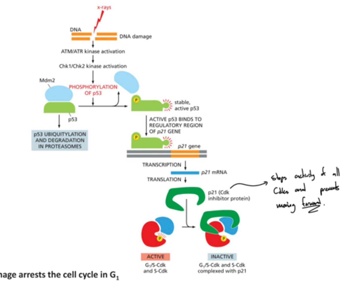 <p>How does DNA damage lead to cell cycle arrest?</p>