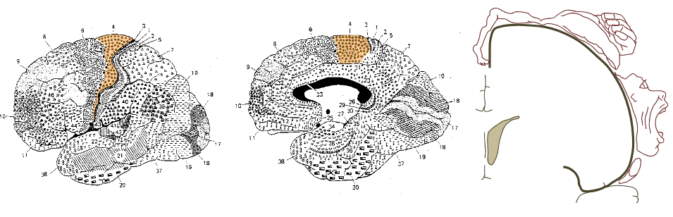 <p>Early work by Wilder Penfield and others showed that primary motor cortex contained a map of the body musculature that paralleled the somatotopic map in primary somatic sensory cortex. There are extensive connections between these two maps</p>