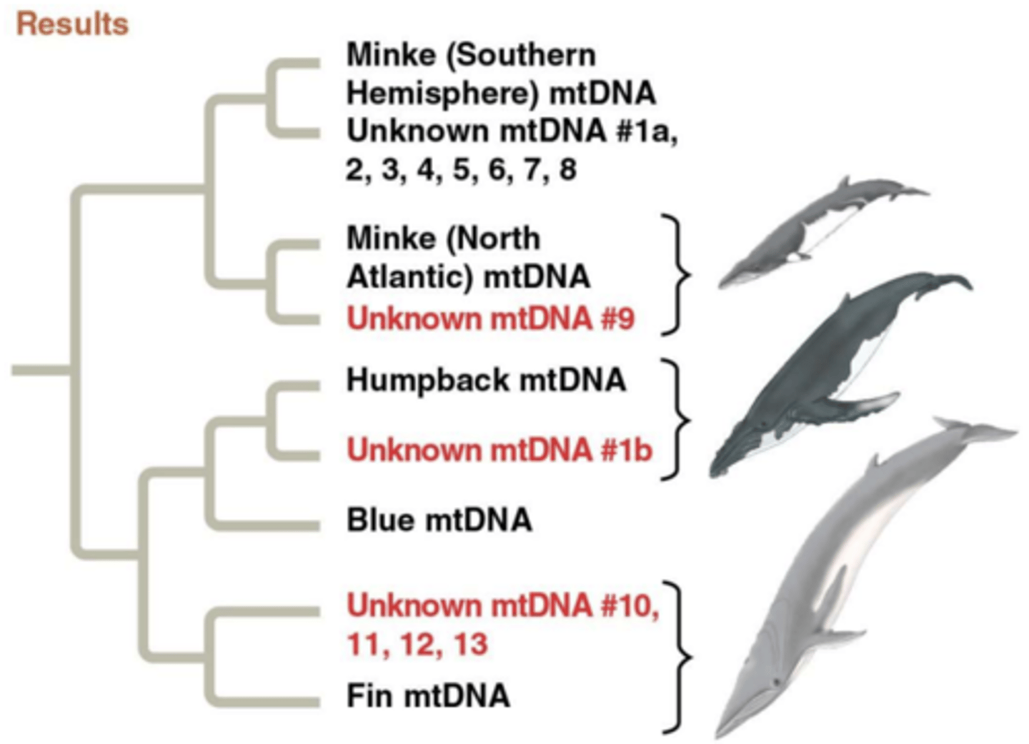 <p>Using phylogenetics along with DNA to determine where different samples of whale meat were from</p>