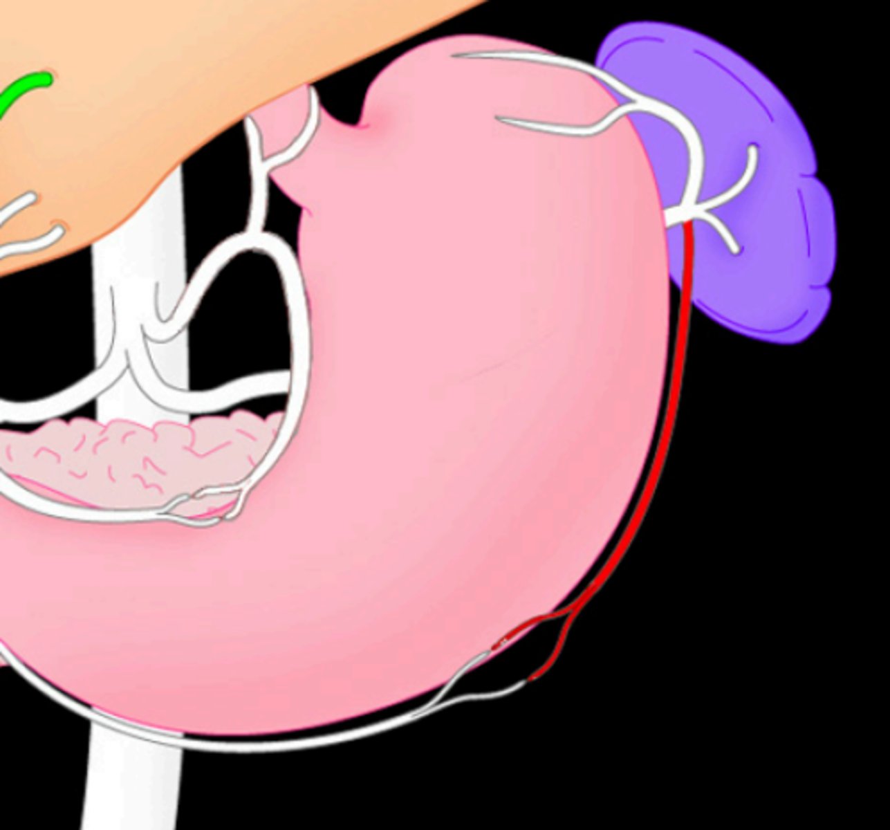 <p>Inferior branch from the splenic artery that goes along the greater curvature of the stomach</p>