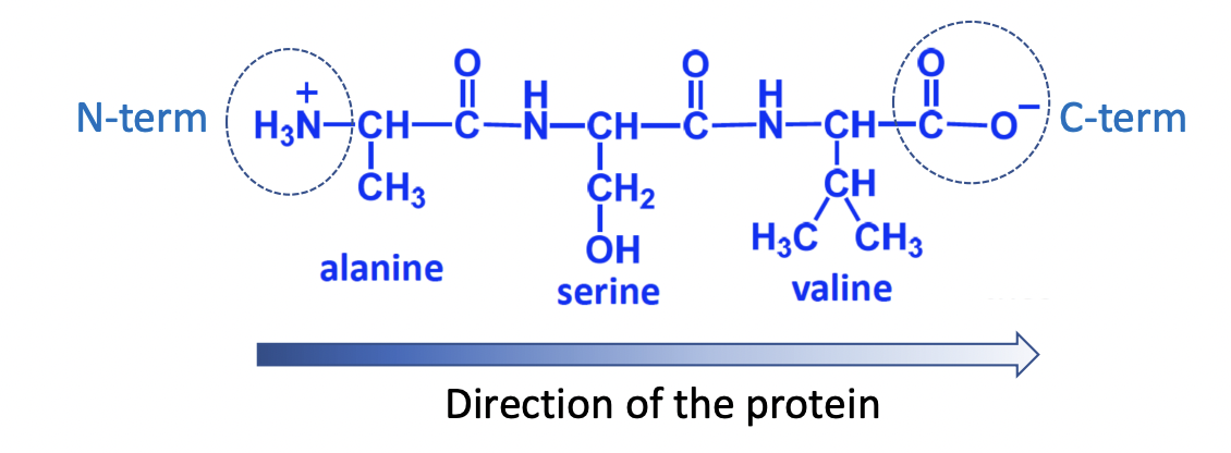 <p>N-term to C-term</p>