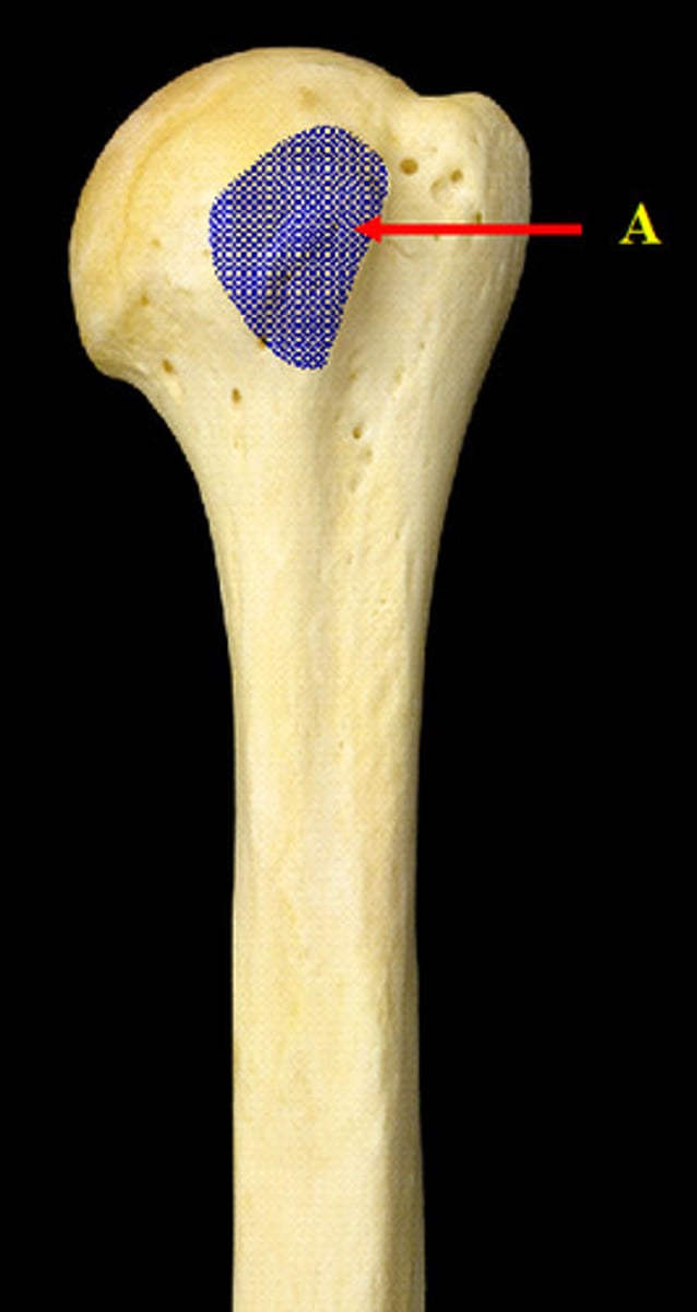 <p>points out medially</p>