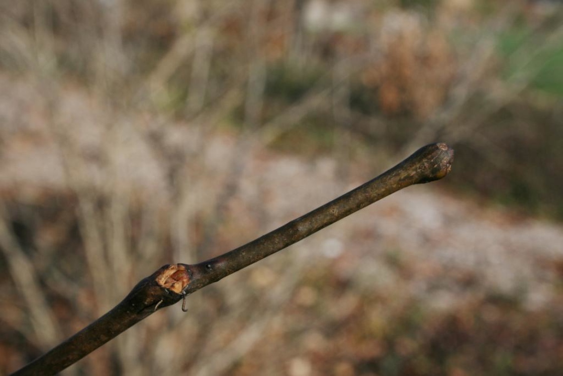 <ul><li><p>ornamental</p></li><li><p>leaves: (bi)pinnately compound, small, oval</p></li><li><p>twigs: zig zag, smooth, brn</p></li><li><p>buds: small, hidden in leaf scar</p></li><li><p>bark: long vert strips, narrow ridges, dark brn / black</p></li><li><p>repro: long bean pod, usually curled, leathery texture</p></li></ul>