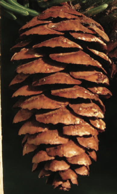 <p>1 to 1.5 inches</p>