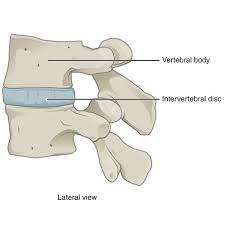 cartilage pad between bones, slightly moveable (e.g. intervertebral discs
