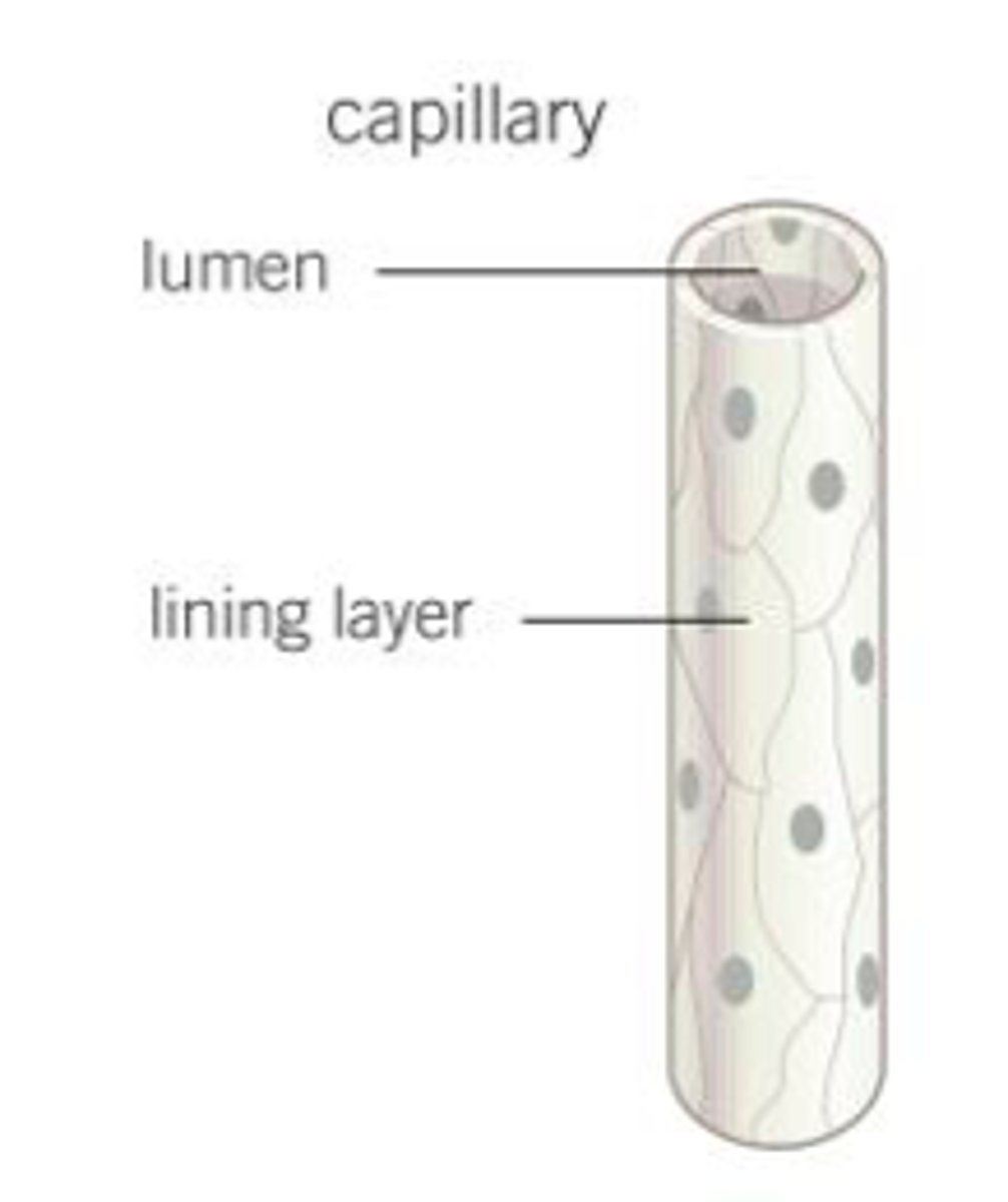 <p>Smallest</p><p>One cell thick</p>
