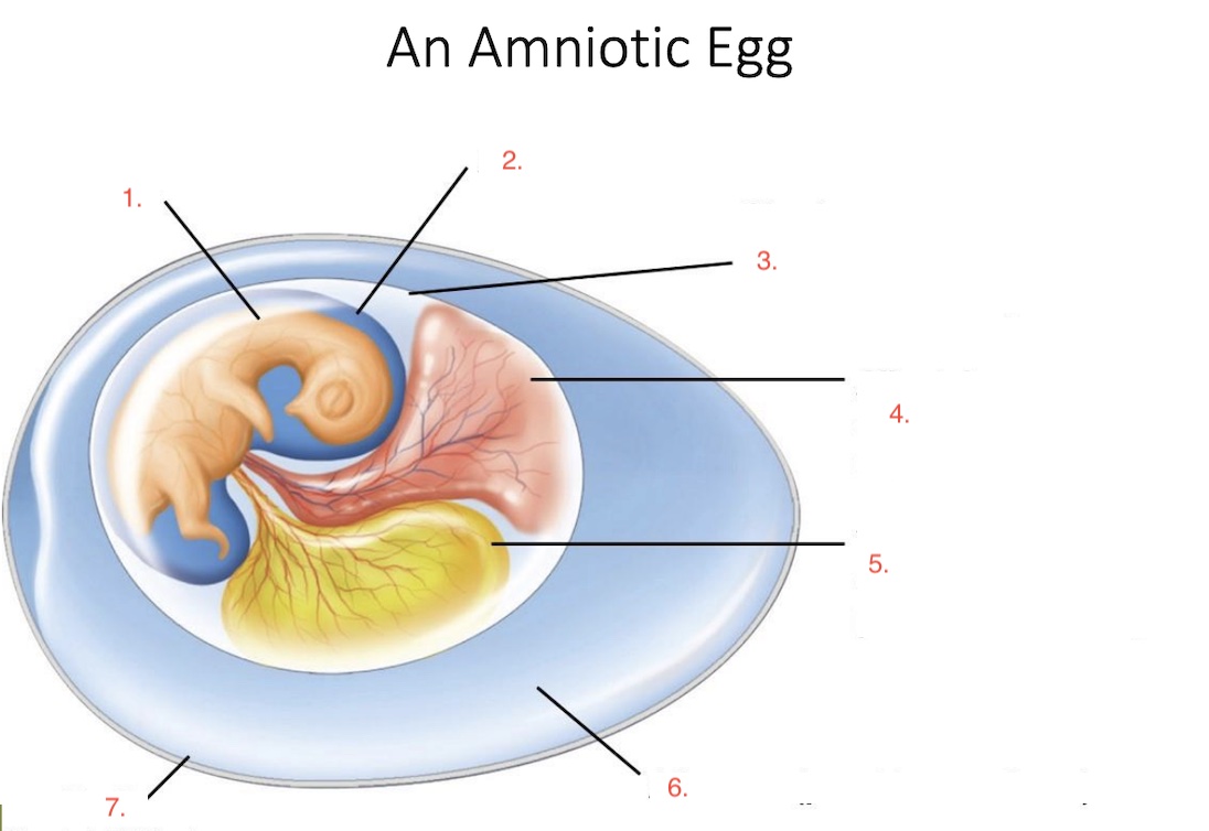 Label an Amniotic Egg: