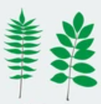 <p>leaf complexity </p>