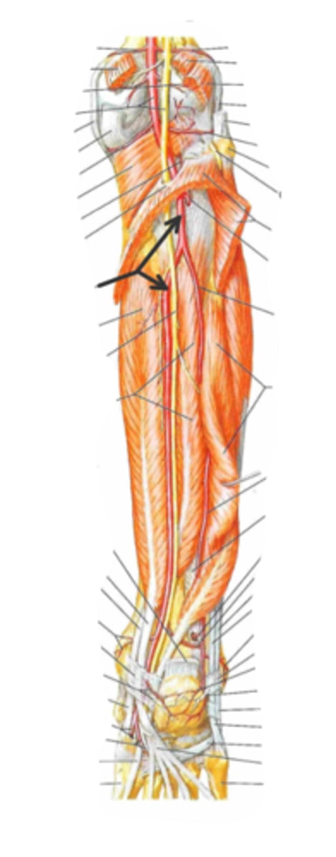 <p>identify the structure(s) indicated by the arrow</p>