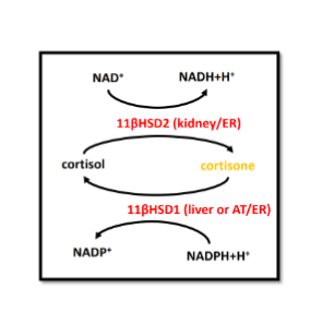 <ul><li><p><span><strong>• Kidneys can convert cortisol to its inactive form – cortisone</strong></span></p></li><li><p><span>• Cortisone can be <strong>stores in many cells (especially adipose and liver).</strong></span></p></li><li><p><span>• Can be converted<strong> back to cortisol</strong></span></p></li><li><p><span>• <strong>Cortisone storage occurs when cortisol concentration is high.</strong></span></p></li><li><p><span><strong>• Long term high cortiso</strong>l is associated wit<strong>h obesity, hypertriglyceridemia, and hypercholesterolemia.</strong></span></p></li></ul><p></p>