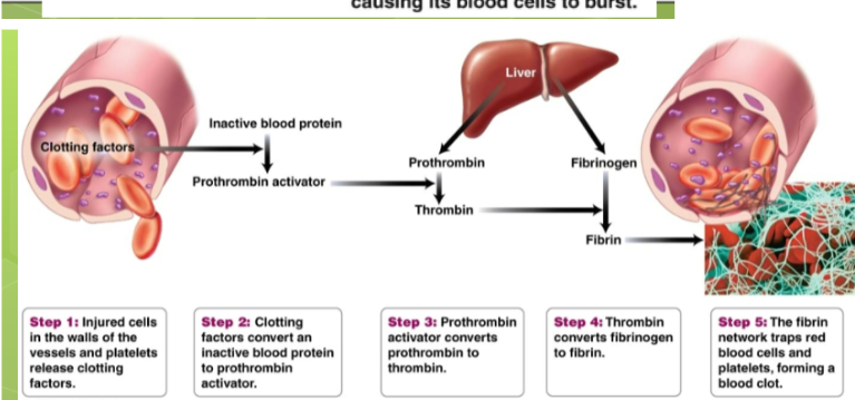 <p>Acuteness occurs. The vessel constricts. Platelets form a plug that seals the leak. Platelets cling to collagen and produce a chemical that attracts more platelets. Aspirin prevents the formation of this and thereby inhibits clot formation.</p>