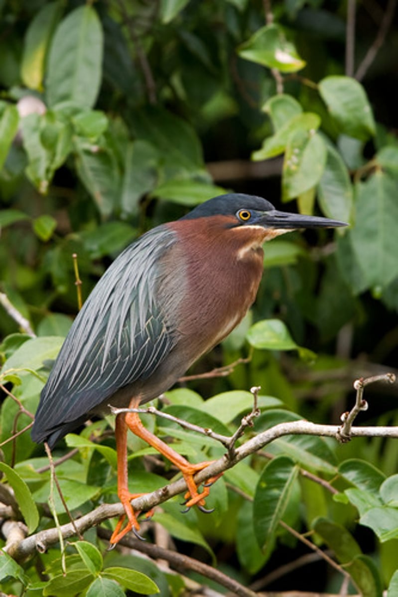 <p>Ciconiiformes</p>