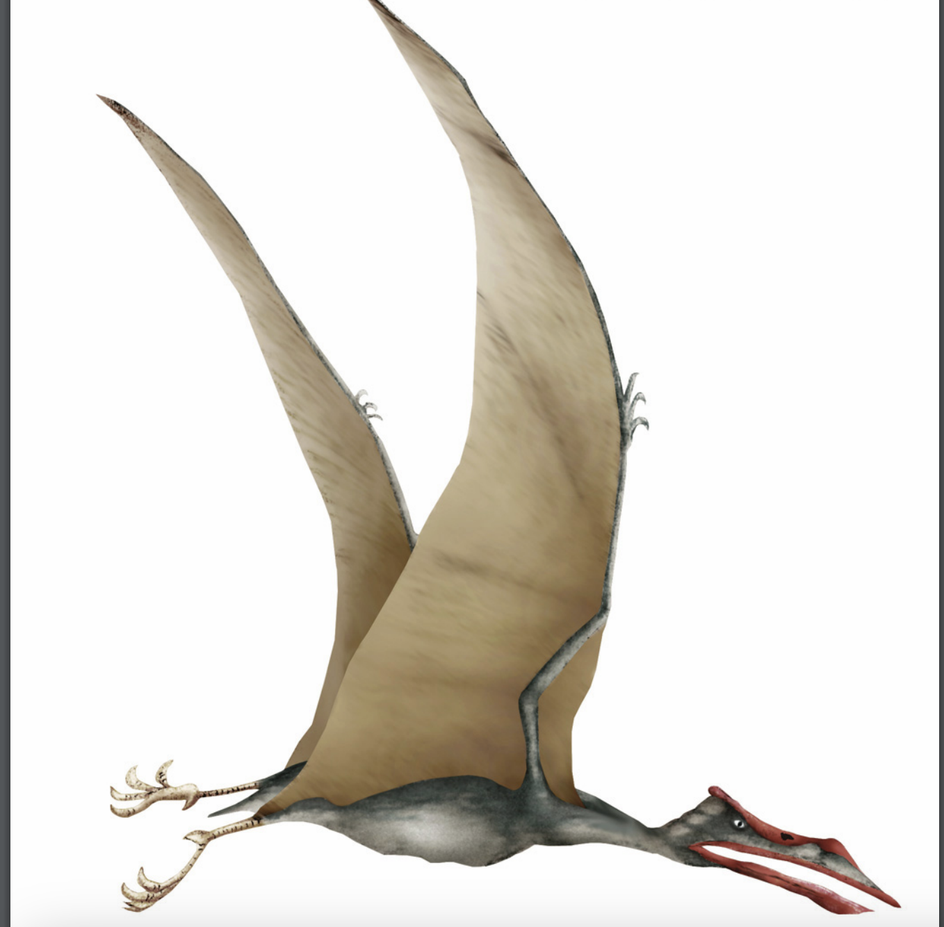 <p>Mesozoic marine reptile</p>