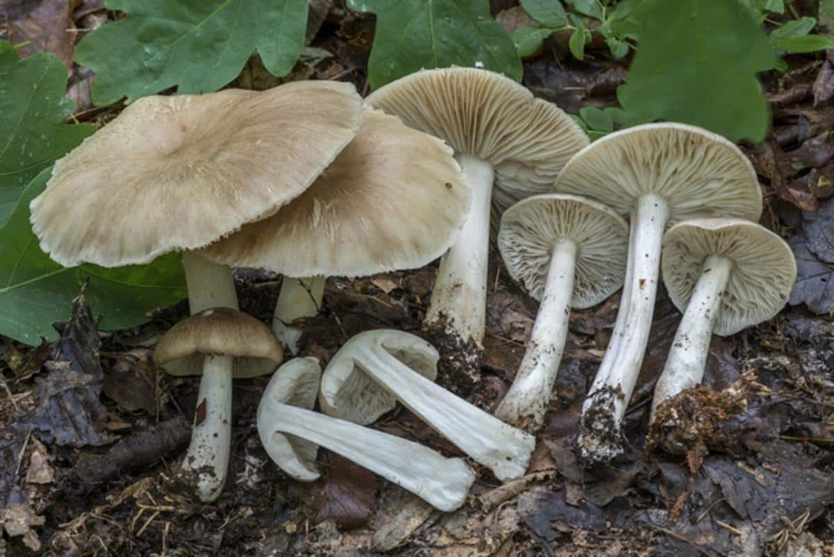 <p>What fungus is this? (Scientific name)</p>