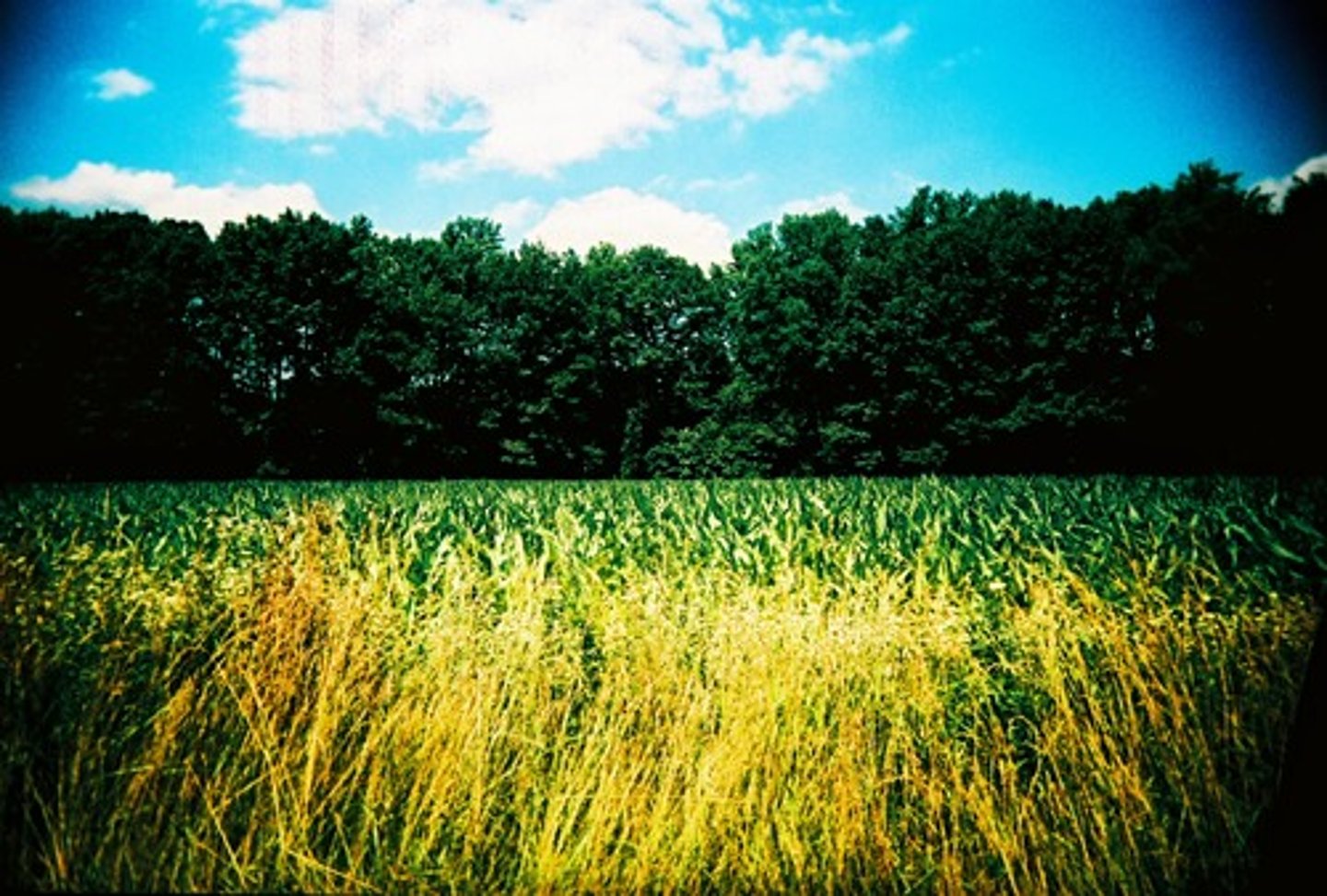 <p>a field</p>