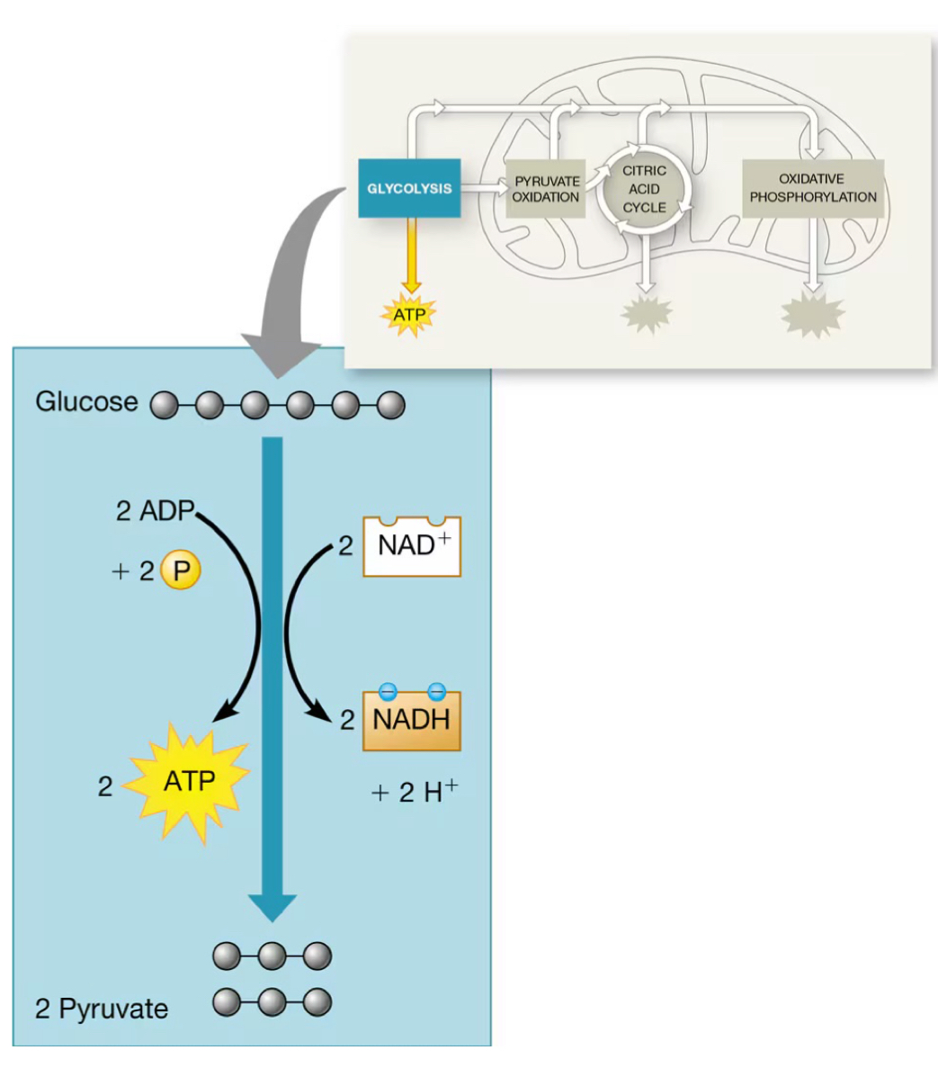 <p>What process is demonstrated in this image?</p>