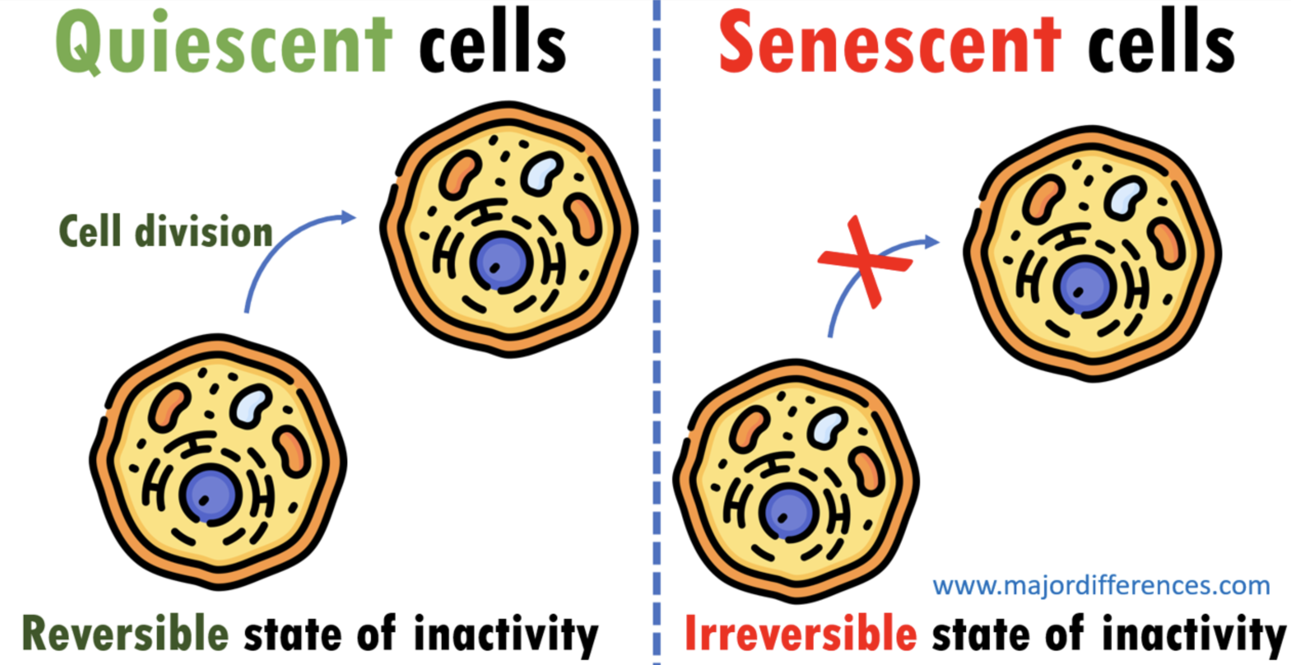 <p>Cells in the G0 stage that are "quiet", waiting to be reactivated. Ex: Memory B cells</p>