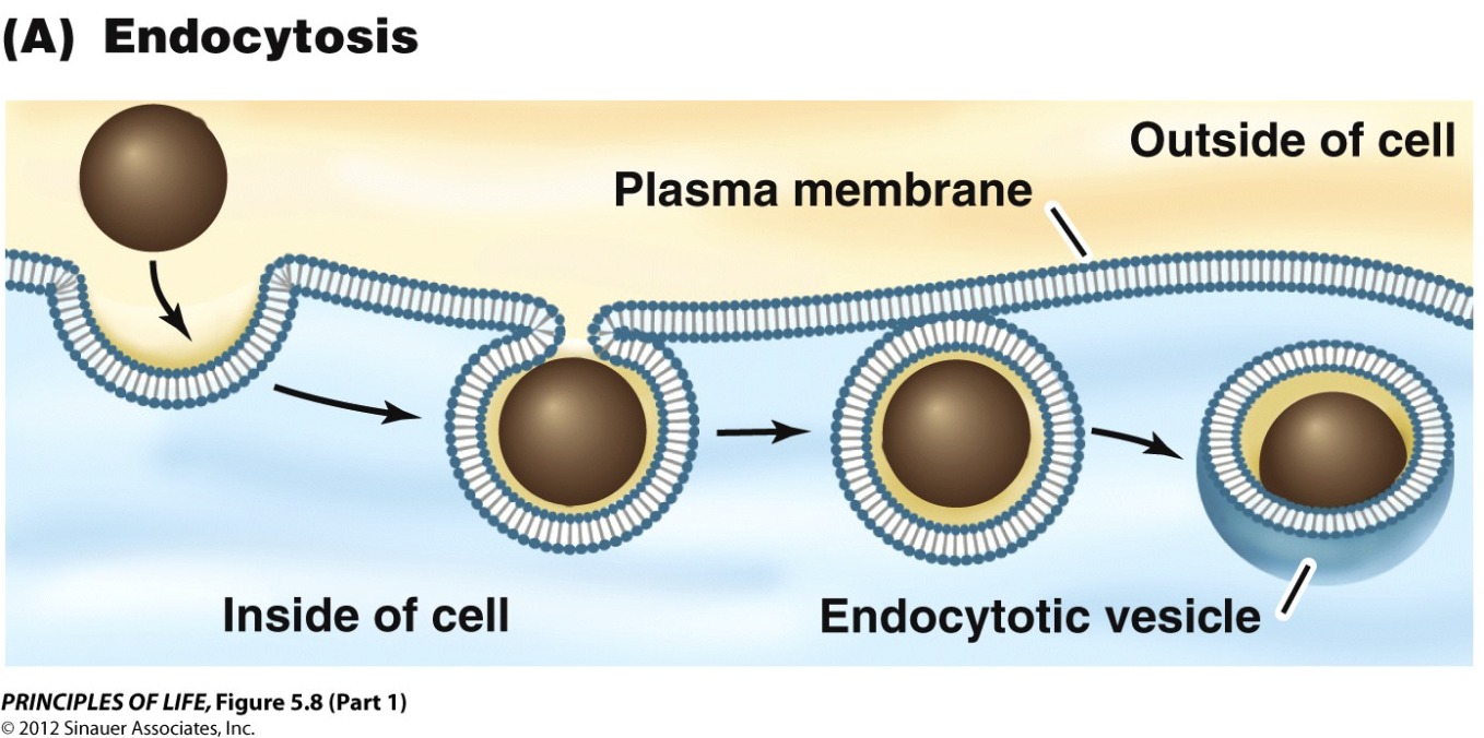 <ul><li><p>For things that are too large or too charged to pass directly through biological membranes and need to pass via vesicles </p></li><li><p>Bulk transport, which transports large particles or large quantities </p></li><li><p>Invaginates the molecule/s, forming a pocket which then pinches off with the help of proteins</p><ul><li><p><strong>Phagocytosis:</strong></p><ul><li><p>“cell eating”, transporting a large molecule to the lysosome for digestion </p></li><li><p>used to hunt pathogens </p></li></ul></li><li><p><strong>Pinocytosis: </strong></p><ul><li><p>“Cell-drinking”, taking in small amounts of extracellular fluid and molecules </p></li><li><p>held in smaller vesicles than phagocytosis </p></li></ul></li><li><p><strong>Receptor-mediated endocytosis:</strong></p><ul><li><p>Receptor proteins capture target molecules</p></li><li><p>The binding triggers endocytosis </p></li><li><p>may be used by harmful substances to gain access</p></li></ul></li></ul></li></ul><p></p>