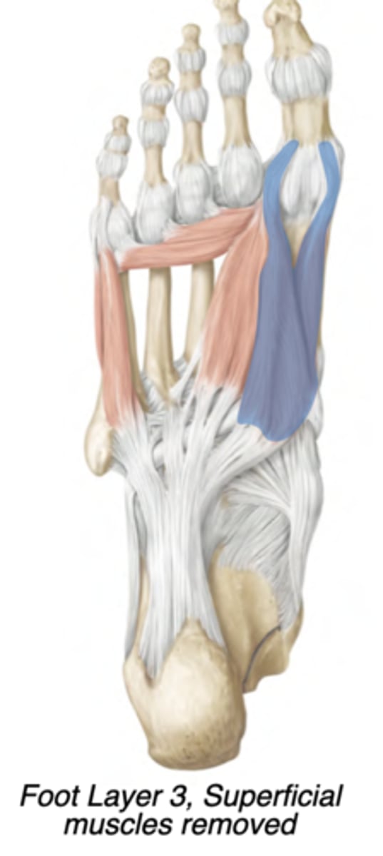 <p>Medial compartment</p><p>-Medial plantar nerve</p><p>-Flexes hallux </p><p>prox: Cuboid &amp; Lateral cuneiform</p><p>distal: Base of 1st proximal phalanx</p><p>➢Two heads</p><p>➢Sesamoid bones form in its tendons</p>