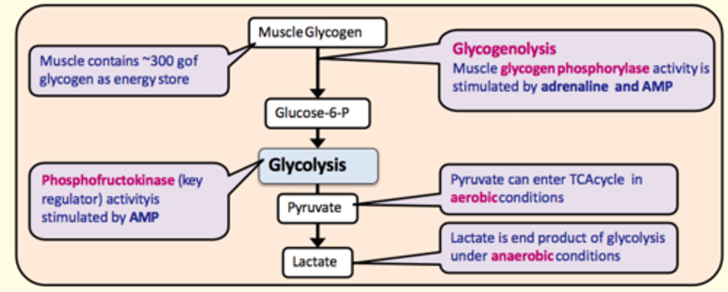 <p>Glucose-6-phosphate</p>