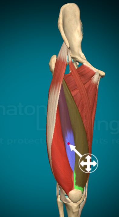 <p>What actions does the Vastus Intermedius allow for?</p>