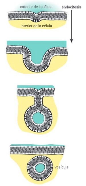 <p><strong><em><mark data-color="#eb1010" style="background-color: rgb(235, 16, 16); color: inherit;">La endocitosis</mark></em></strong> es el <mark data-color="rgba(0, 0, 0, 0)" style="background-color: rgba(0, 0, 0, 0); color: inherit;">proceso celular mediante el cual la célula introduce moléculas grandes o partículas del exterior a su interior</mark>. Esto ocurre a través de la invaginación (hundimiento) de la membrana plasmática, que forma una vesícula que atrapa el material extracelular y lo internaliza en el citoplasma de la célula. Es un proceso vital para la captación de nutrientes.</p>