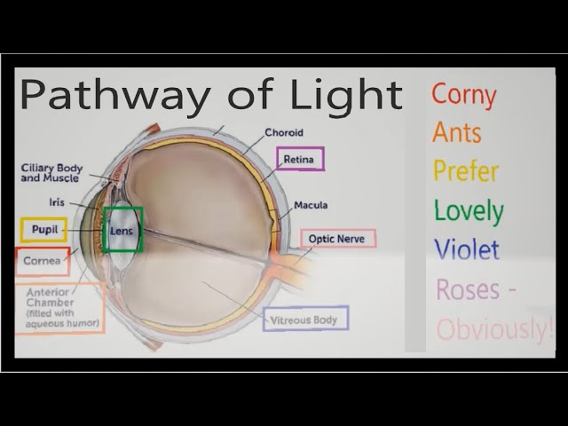 <p>pathway for light</p>