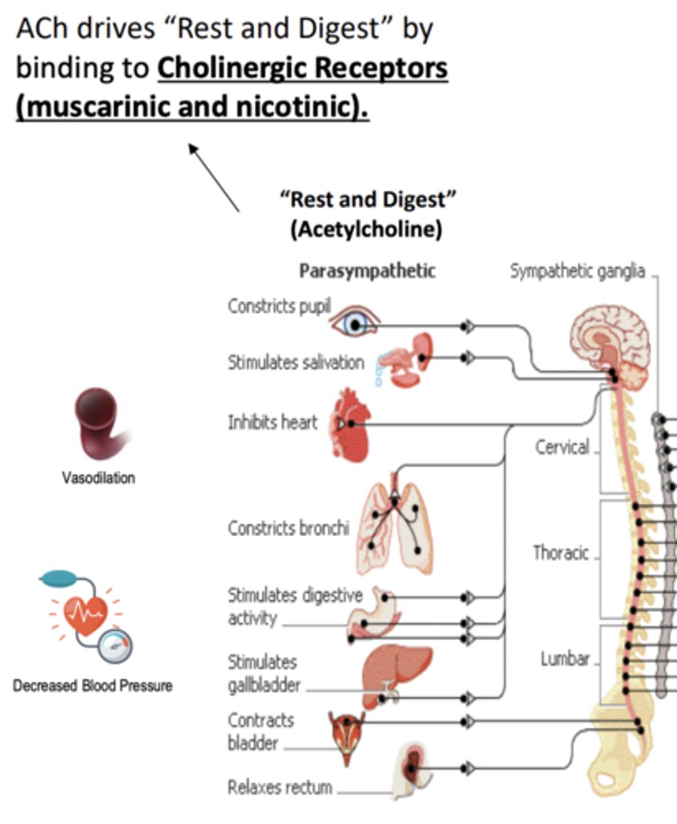 <p>- "Rest and Digest"</p><p>- Cholinergic receptors (muscarinic and nicotinic)</p>